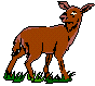 Animals-browndeer.gif