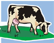 Animals-cow-holstein-farm.gif