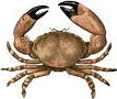 Animals-crab-water-ocean.jpg