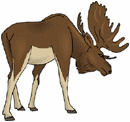 Animals-forest-moose.gif