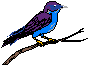 Birds-bluebird.gif