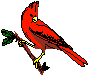 Birds-cardinal-red.gif