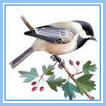 Birds-chickadee.jpg