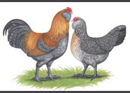 Birds-chickens.jpg