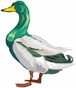 Birds-duck.gif