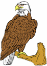 Birds-eagle.gif