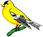 Birds-goldfinch.gif