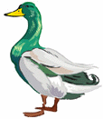 Birds-greenheadduck.gif