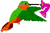 Birds-humming-bird-fuschia.gif