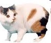 Cats-calico-manx-kitty.jpg