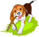 Dogs-beagle.jpg