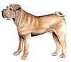 Dogs-largetanshorthair.jpg