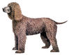 Dogs-mediumhairbrown.jpg