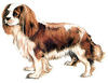 Dogs-springerspanielbrown.jpg