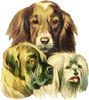 Dogs-threedogs.jpg