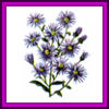 Flowers-aster.jpg