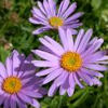 Flowers-asters.jpg