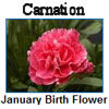 Flowers-carnation.jpg