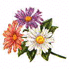 Flowers-daisygerberawhiteorangepurple.gif