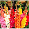 Flowers-gladiolus.jpg