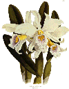 Flowers-iriswhite.gif