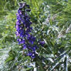 Flowers-larkspur.jpg