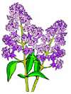 Flowers-lilac.gif