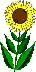 Flowers-sunflowertall.gif
