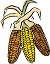 Holidays-thanksgivingindiancorn.jpg