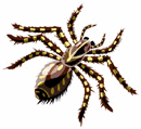 Insects-big-spider.gif