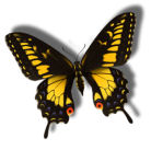 Insects-butterflyblackyellow.jpg