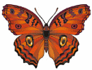 Insects-butterflyorange.gif