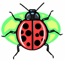 Insects-ladybug.gif
