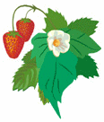 Nature-strawberry.gif