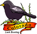 States-CO_ColoradoLarkBunting.jpg