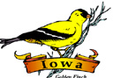 States-IA_IowaGoldenFinch.jpg