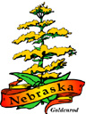 States-NE_NebraskaGoldenrod.jpg