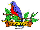 States-NY_NewYorkBluebird.jpg