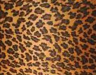 Textures-cheetah.jpg