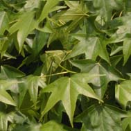 Textures-greenleaves.jpg